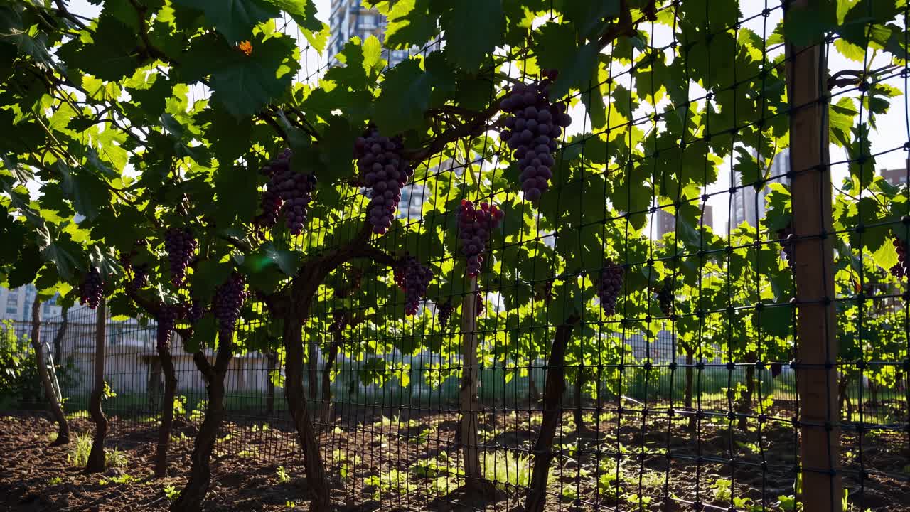 Lush vineyard thrives in an urban setting, bunches of ripe grapes hanging from vines, sunlight filtering through leaves, creating a serene atmosphere
