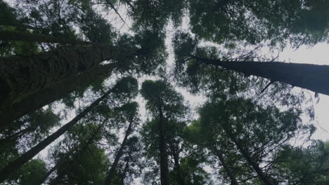 Mirando-Hacia-Los-Pinos-Que-Se-Mecen-En-El-Viento-En-Un-Bosque