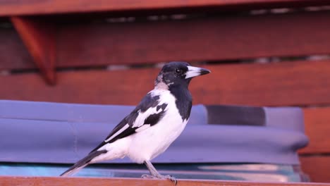 bird observing surroundings from a multicolored bench