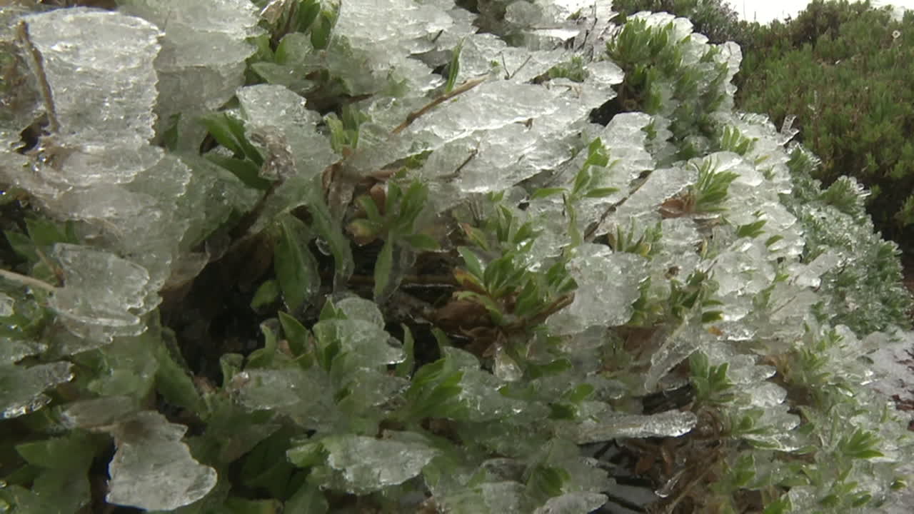 Ice-Covered Plants