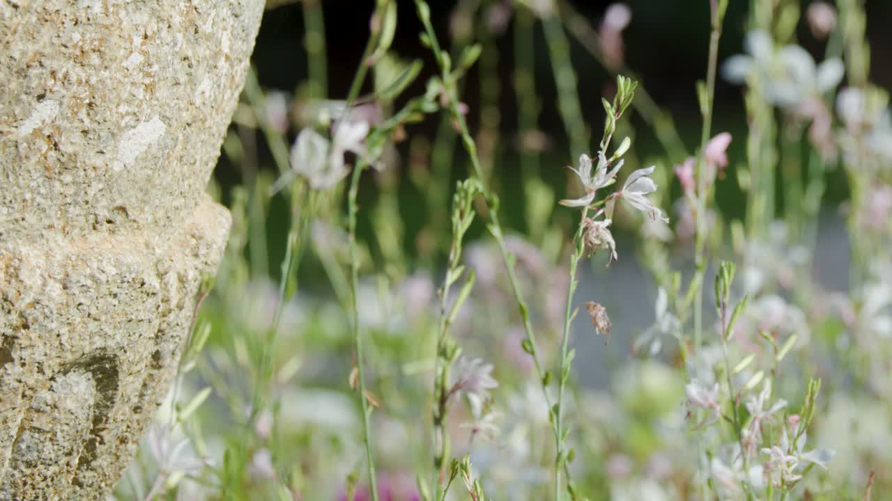 Delicate wildflowers sway gently outdoors, insects visible, soft natural daylight, shallow depth of field