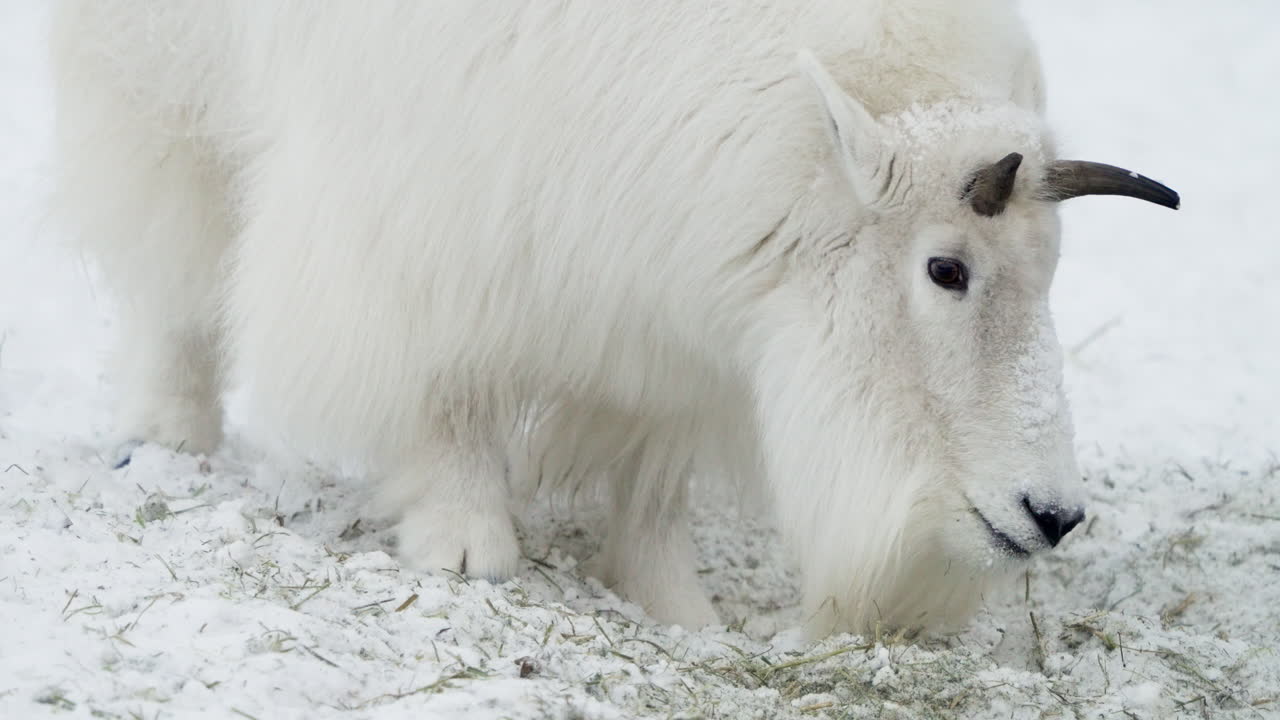 el macho de la cabra de montaña se alimenta en las montañas cubiertas de nieve de yukon, canadá.