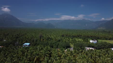 Toma-De-Drones-Del-Cultivo-De-Cocos-En-La-Región-Costera-Del-Sur-De-La-India.