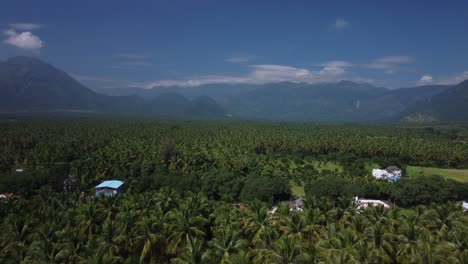 tomada de drone del cultivo de coco en la región costera del sur de la india
