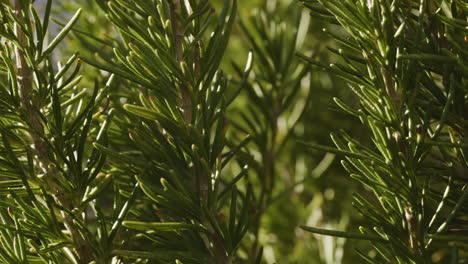 Rosemary-shrub-closeup-of-stalks-and-leaves,-Clip-A