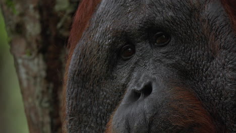 orangutan face close up