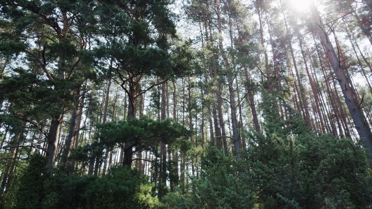 Ripresa panoramica della foresta boreale polacca nel distretto della Pomerania