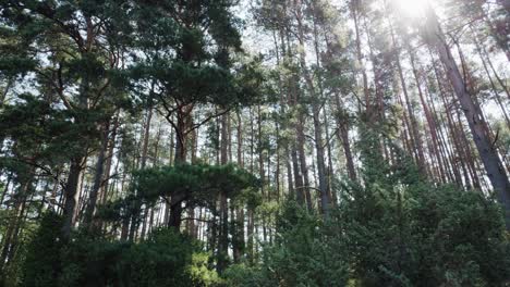 Pan-shot-of-polish-boreal-forest-in-pomerania-district-