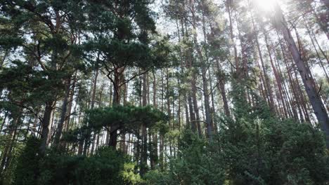 toma panorámica del bosque boreal polaco en el distrito de pomerania