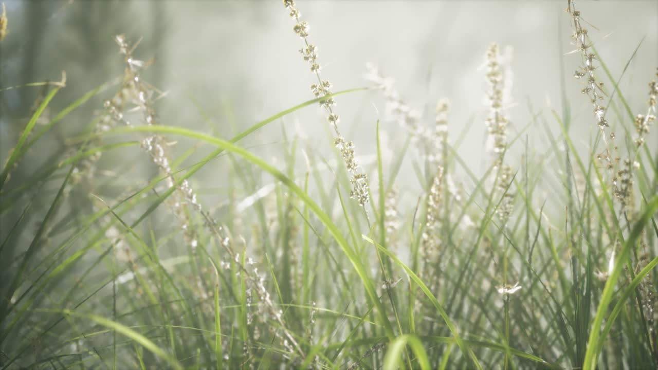 잔디 꽃 필드와 부드러운  ⁇ 빛을 배경으로.