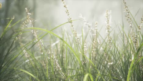 grass flower field with soft sunlight for background.