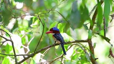 Un-Martín-Pescador-De-árboles-Y-Una-De-Las-Aves-Más-Hermosas-Que-Se-Encuentran-En-Tailandia-Dentro-De-Las-Selvas-Tropicales