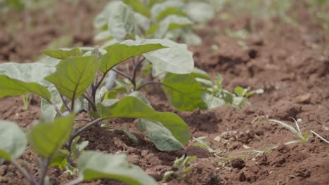 close of sliding view of fresh organic raw radish growing in the soil