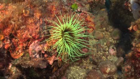 Lebendige-Seeanemone-Auf-Unterwasserriff-Im-Mittelmeer