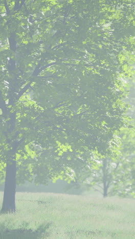 a serene landscape of a lush green forest with mist and fog