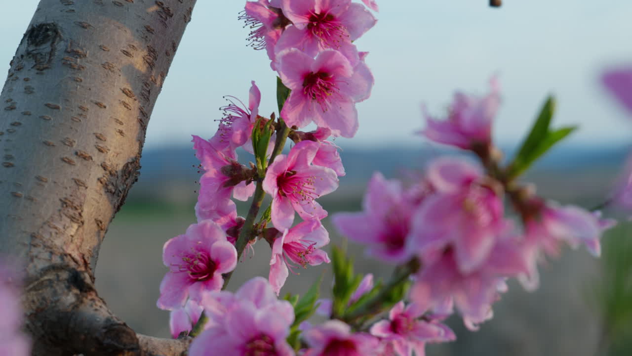 Blooming Sakura Trees with Blue Sky in Gentle Spring Wind