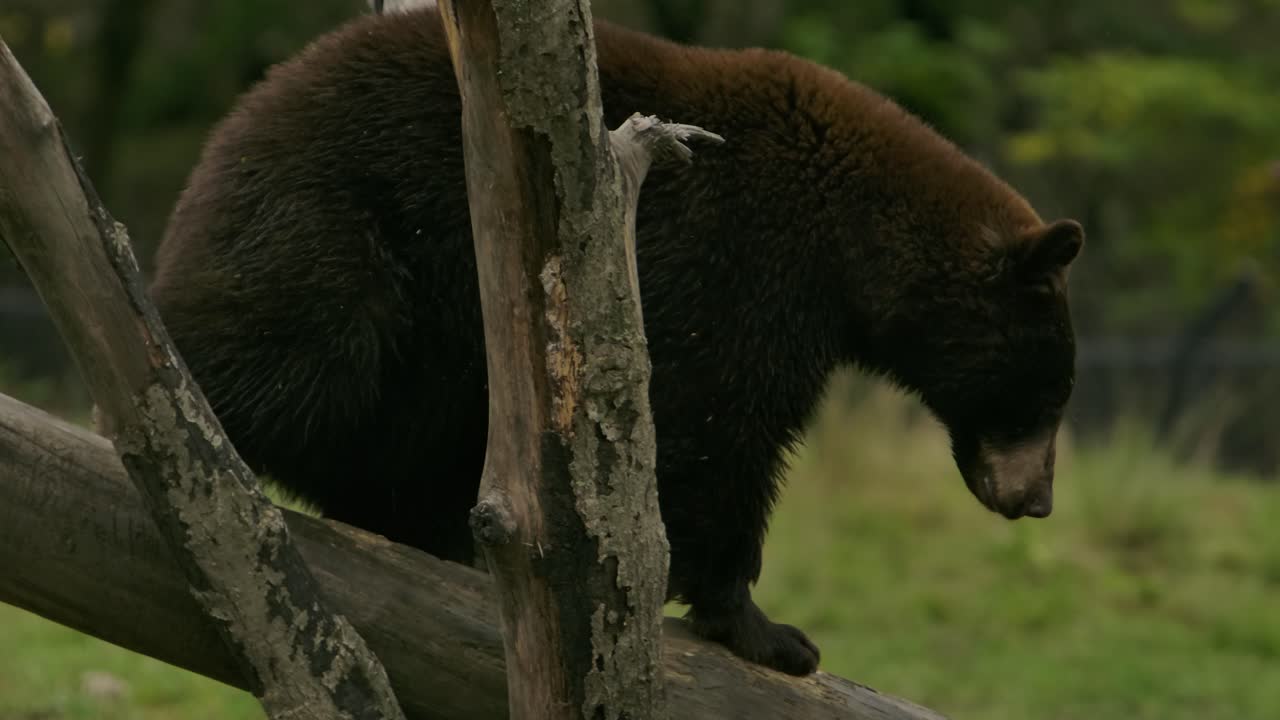 l'orso si arrampica sul tronco per sedersi su di esso nel recinto dello zoo