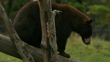 熊爬上木頭坐在動物園的圍<unk>上