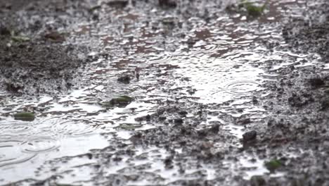 Spring-rain-on-farm-land