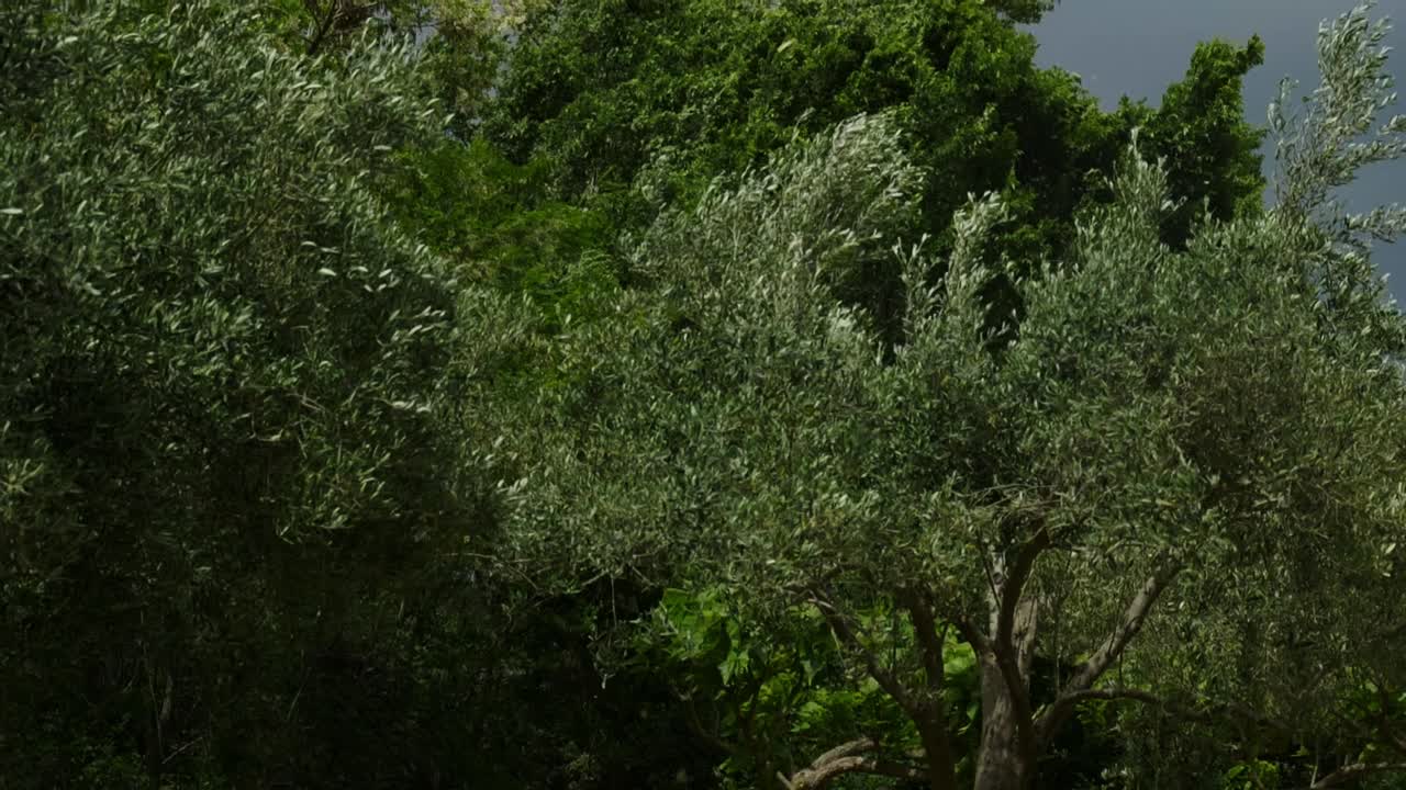 Alberi che ondeggiano in giardino e foglie che cadono prima di una tempesta in Grecia, slow motion