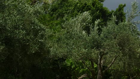 Schwankende-Bäume-Im-Garten-Und-Fallende-Blätter-Vor-Einem-Sturm-In-Griechenland-In-Zeitlupe