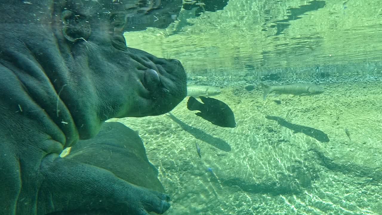 물고기가 머리 주위를 헤엄치는 강바닥 바닥에서 쉬고 있는 하마