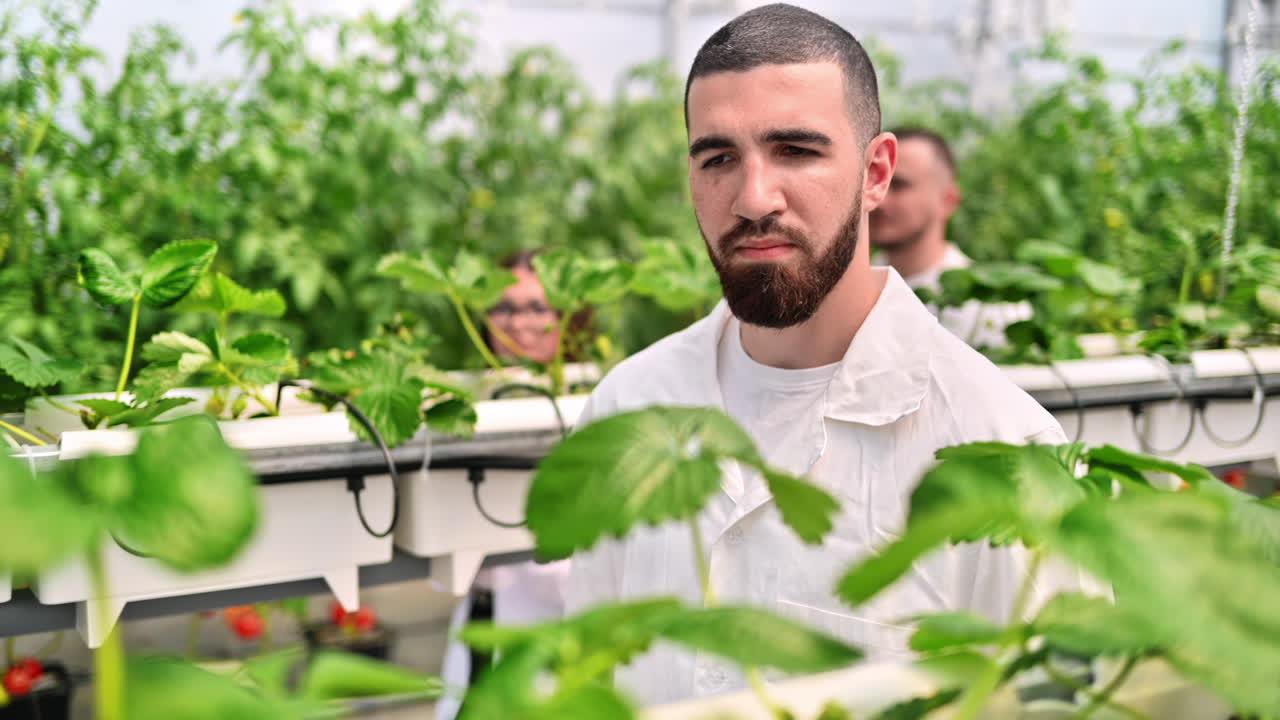 Laboratory technician in a white coat, analysing plants grown with the Hydroponic method in a greenhouse