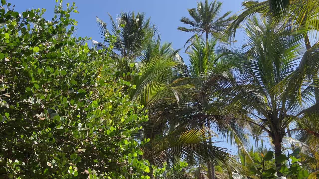 Tropical palm trees swaying under a bright blue sky on the Caribbean coast of Colombia