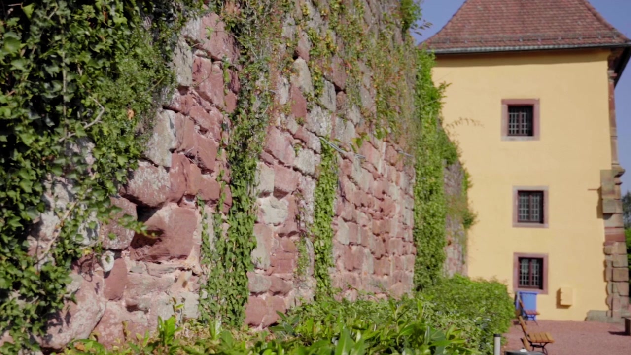 Una ripresa al rallentatore di un muro di pietra coperto d'edera che conduce all'Orangerie di Blieskastel in estate, evidenziando la texture dell'architettura tradizionale e la vegetazione lussureggiante sotto cieli sereni