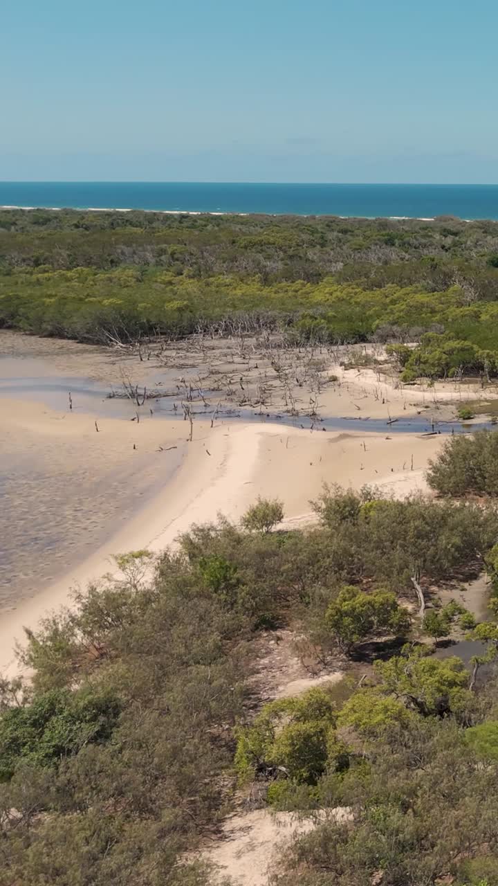 vista aérea de los manglares y la costa arenosa