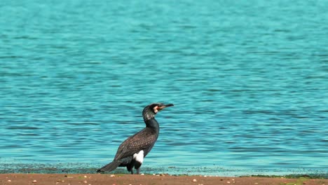 Ente,-Eine-Von-Verschiedenen-Arten-Von-Relativ-Kleinen-Kurzhalsigen-Wasservögeln-Mit-Großem-Schnabel