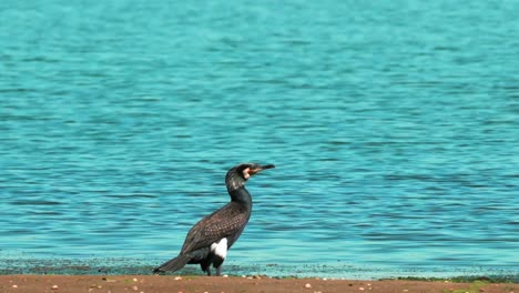 pato, cualquiera de varias especies de aves acuáticas relativamente pequeñas de cuello corto y pico grande
