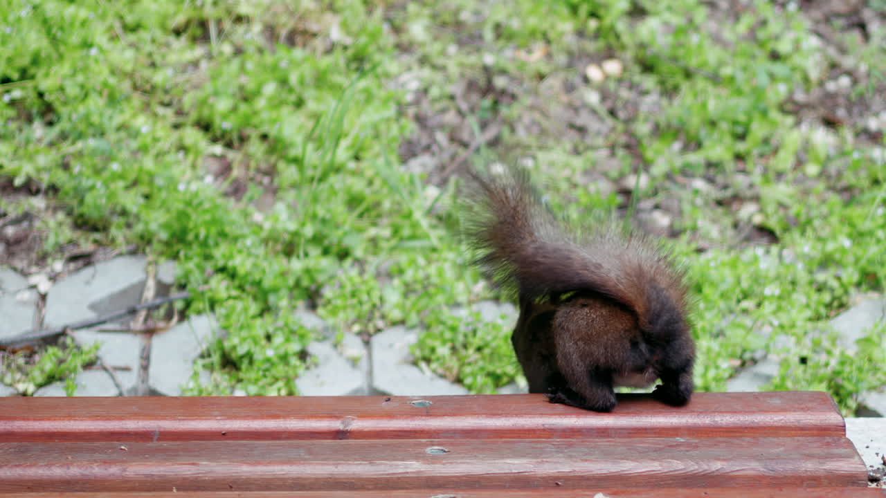 Man feeding nuts to a brown squirrel in the park