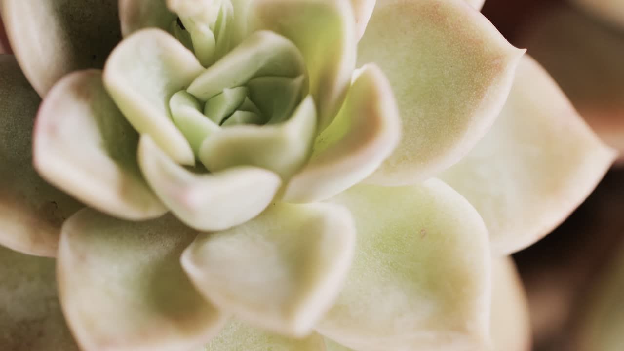 micro vídeo de un acercamiento de la planta de cactus verde con espacio de copia