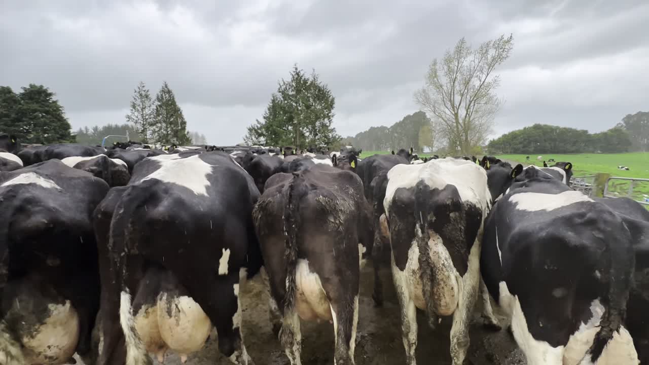POV Walking Through Dairy Cows in Rainy Pasture