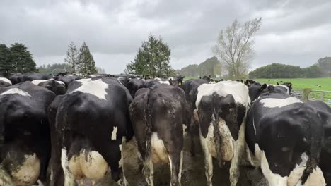 pov walking through dairy cows in rainy pasture
