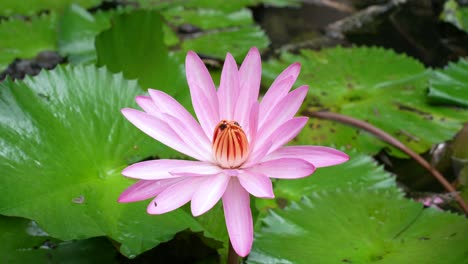 Honey-bees-inside-the-waterlily-inside-the-waterlily-pond-in-the-botanical-garden,-Mahe,-Seychelles