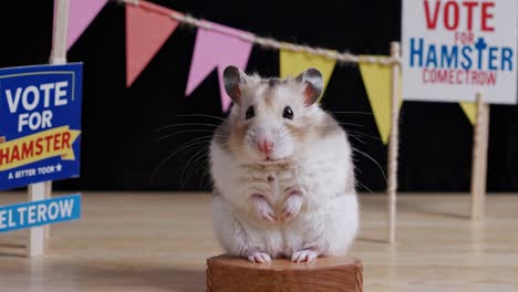 un adorable hámster de pie en una pequeña plataforma de madera, participando activamente en un mitin de campaña electoral, rodeado de banderas y pancartas coloridas que promueven su candidatura