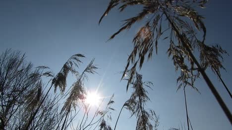 especia de trigo golpeado por el viento en el golpe de los rayos del sol al atardecer