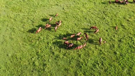 aerial drone video, flying over a herd of horses