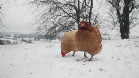 Freilandhühner,-Die-An-Einem-Kalten-Wintertag-Im-Schnee-Nach-Nahrung-Suchen