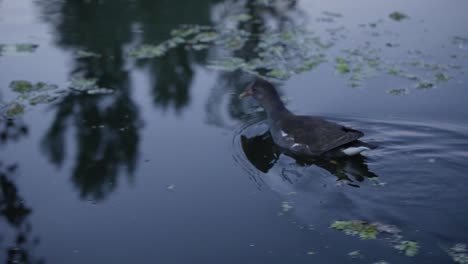 A-duck-swimming-past-a-boat-on-a-Lake-in-Kashmir,-India