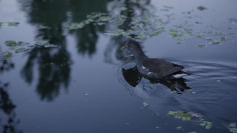 un pato nadando frente a un bote en un lago en cachemira, india