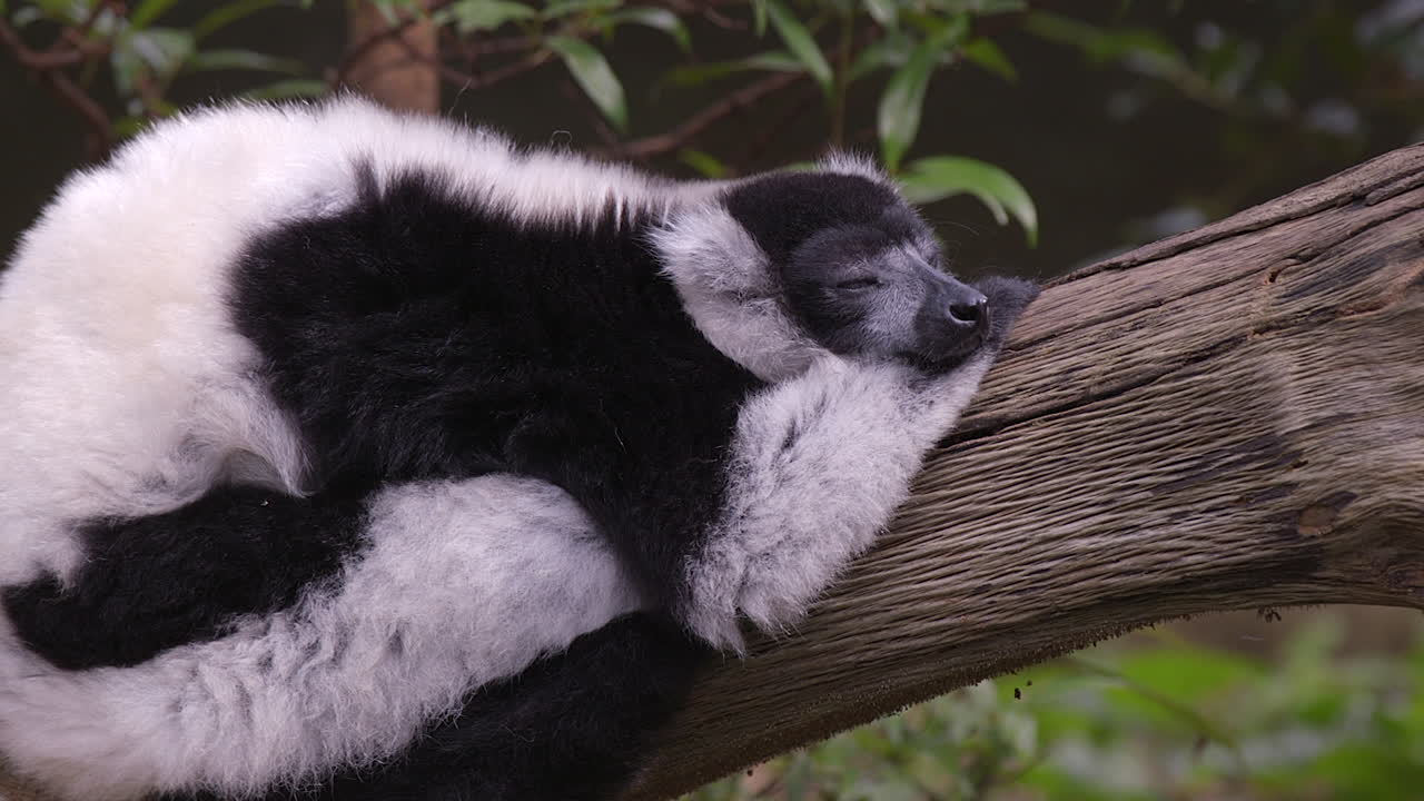 un adorable lémur rufo blanco y negro soñoliento en una rama de árbol - tiro de cerca