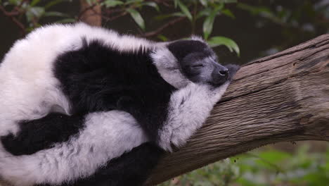 an adorable sleepy black and white ruffed lemur on a tree branch - close up shot