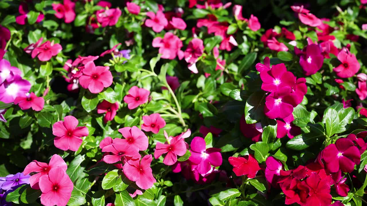 Vibrant Flowers in Full Bloom