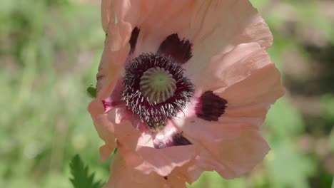 closeup of two bees gathering pollen from the stamen of a pale pink poppy