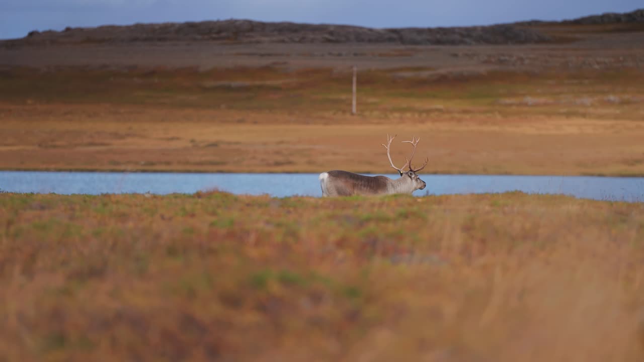 un reno camina a lo largo de la orilla del lago en la tundra de otoño