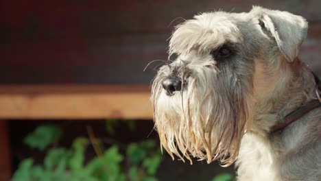 Dog-in-the-sunlight,-sniffing-in-the-air