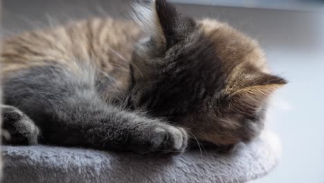 little tabby maincoon cat kitten sleeping peacefully on platform